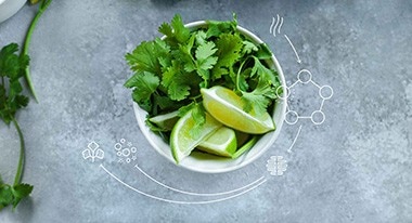 Cilantro